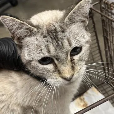 An adult medium-sized female Buff & White Siamese cat named Mandolin for adoption in Rapid City, SD