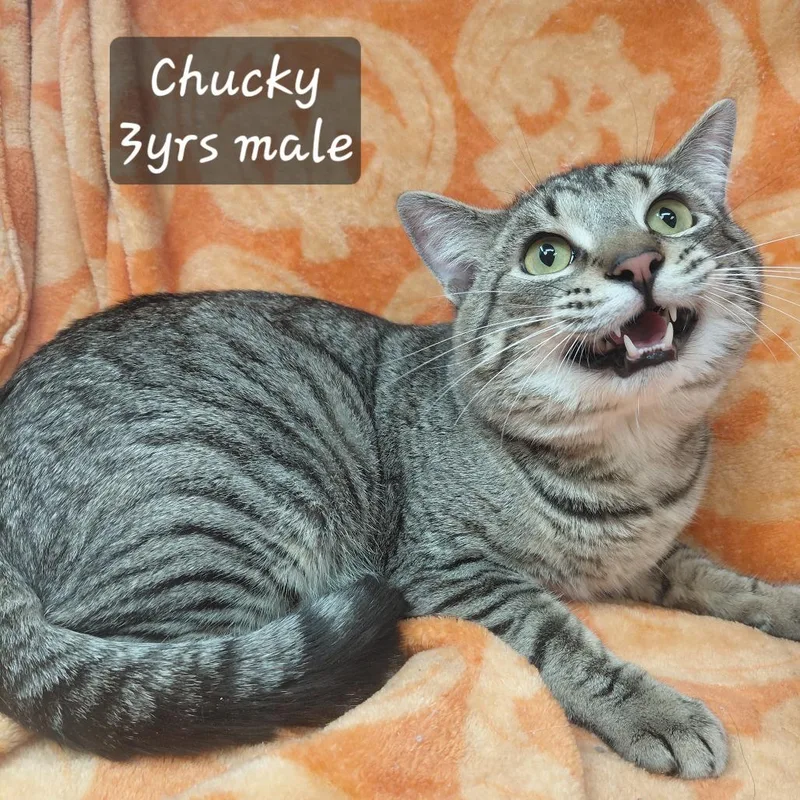 A baby small-sized male Domestic Short Hair cat named Chucky for adoption in New Tazewell, TN