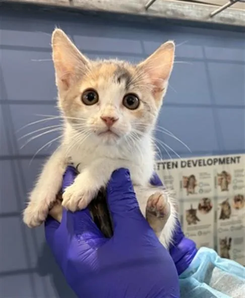 A baby small-sized female Domestic Short Hair cat named Marie for adoption in San Bernardino, CA