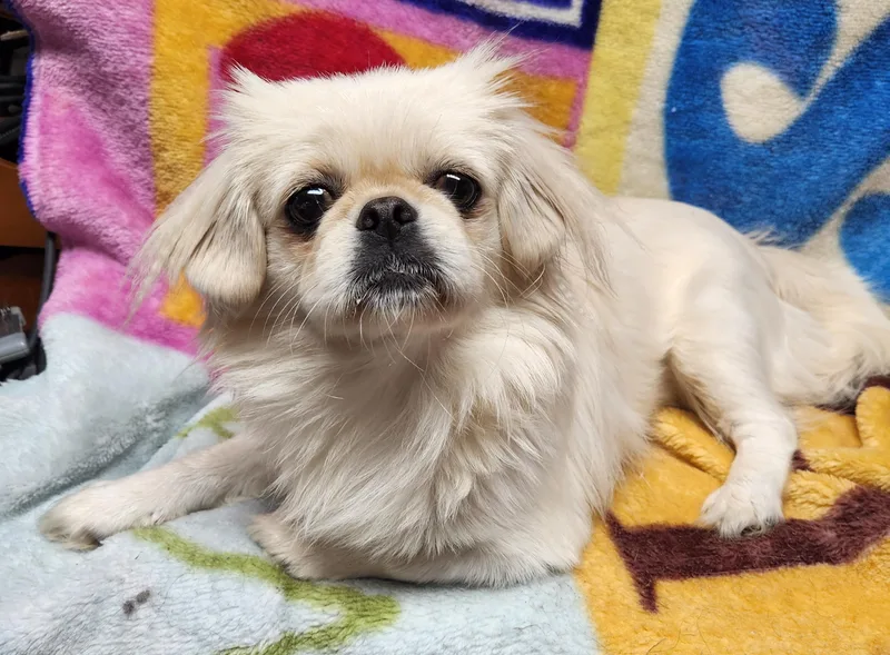 An adult small-sized male White / Cream Pekingese dog named Bonnie for adoption in Smithfield, PA