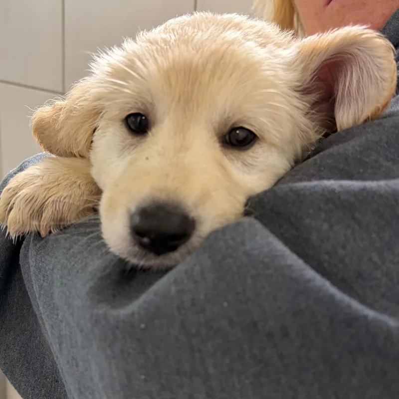 A baby small-sized female Golden Retriever dog named Penelope for adoption in Middletown, RI
