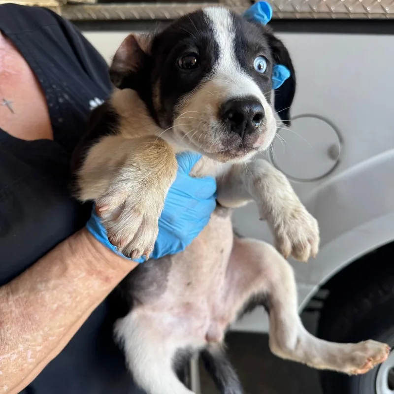 A baby small-sized female Black Pit Bull Terrier dog named Swann for adoption in Birmingham, AL