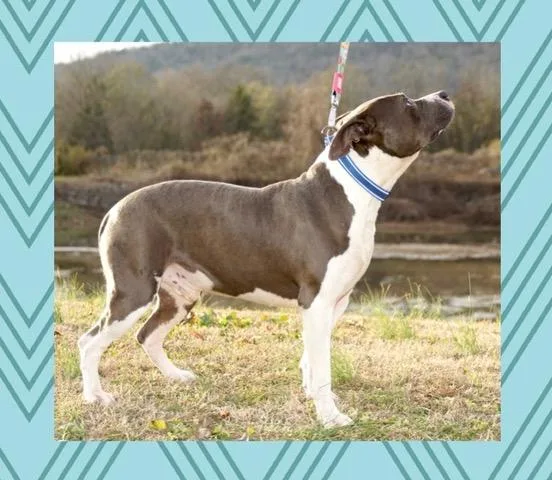 An adult large-sized male Gray / Blue / Silver American Bulldog dog named Blaze for adoption in Andover, MA