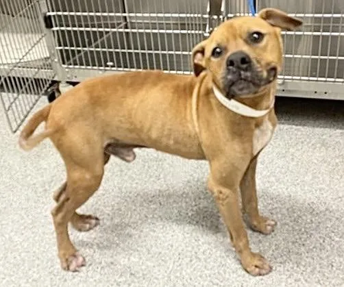 A young medium-sized male Staffordshire Bull Terrier dog named A for adoption in Houston, TX
