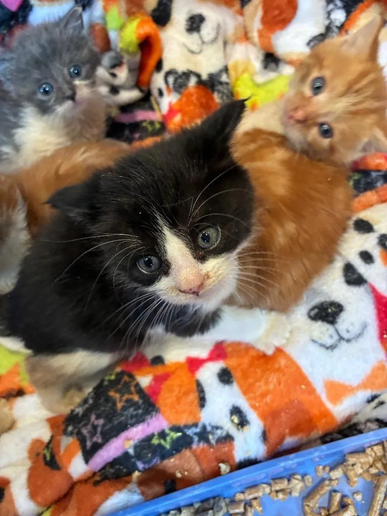 A baby small-sized male Domestic Short Hair cat named Charlie Brown for adoption in Pine Grove, PA