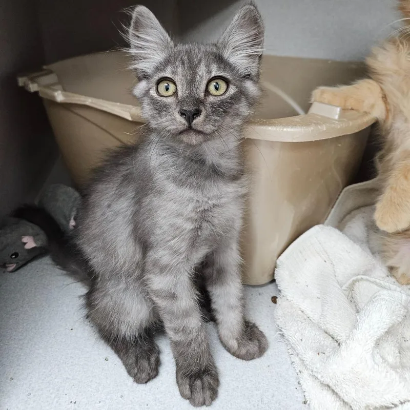 A baby small-sized male Domestic Long Hair cat named Charmander for adoption in Los Angeles, CA