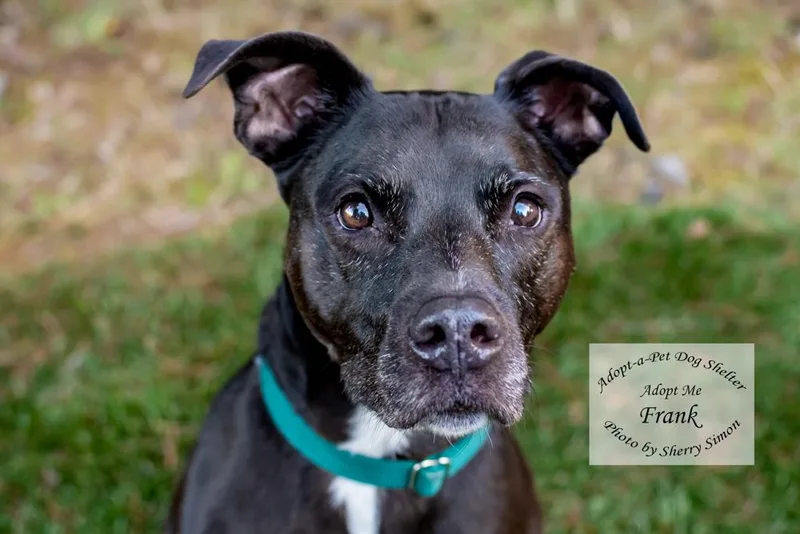 An adult medium-sized male Black Labrador Retriever dog named Frank for adoption in Shelton, WA