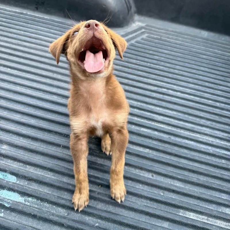 Canelo