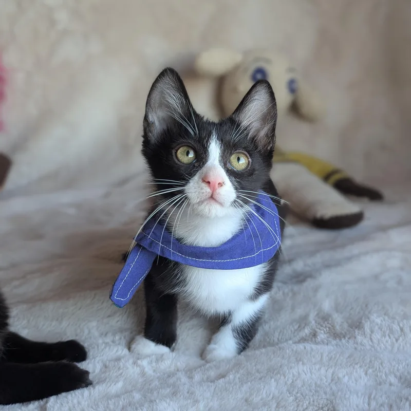 A baby medium-sized male Black & White / Tuxedo Domestic Short Hair cat named Aristotle for adoption in Tucker, GA