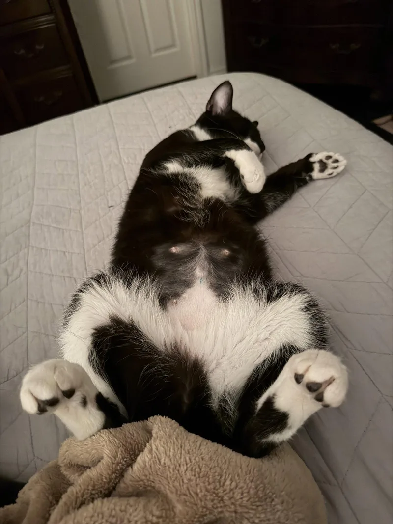 An adult medium-sized female Domestic Short Hair cat named Gloria for adoption in McKinney, TX