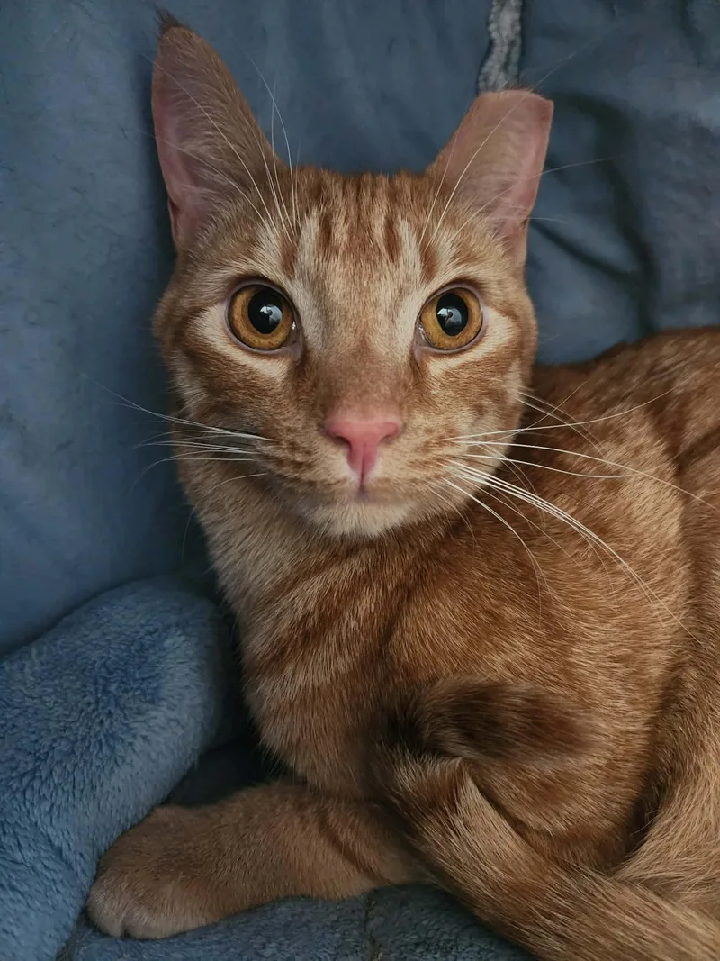 An adult large-sized male Orange / Red Domestic Short Hair cat named Blondie for adoption in Simpsonville, SC