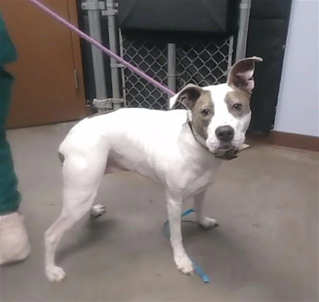 An adult large-sized female Pit Bull Terrier dog named Patches for adoption in Phoenix, AZ