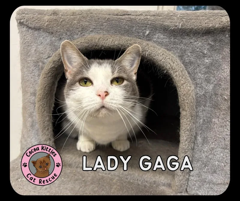 An adult large-sized female Domestic Short Hair cat named Lady Gaga for adoption in Hershey, PA