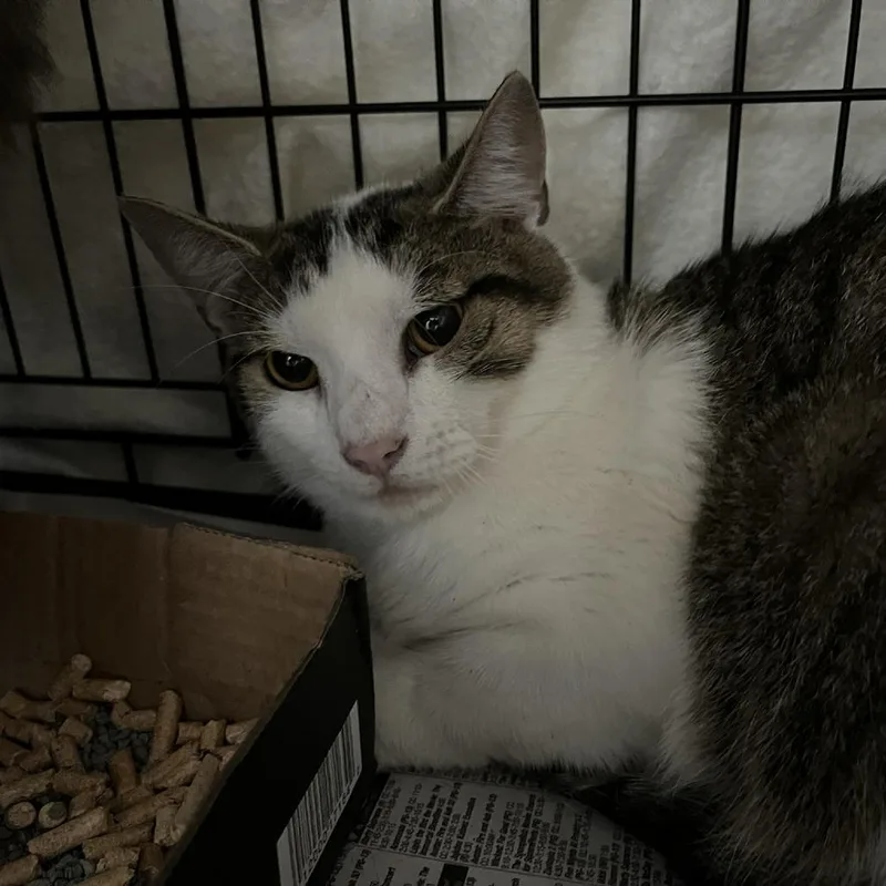 An adult large-sized male Brown / Chocolate Domestic Short Hair cat named Anthem for adoption in Verona, VA