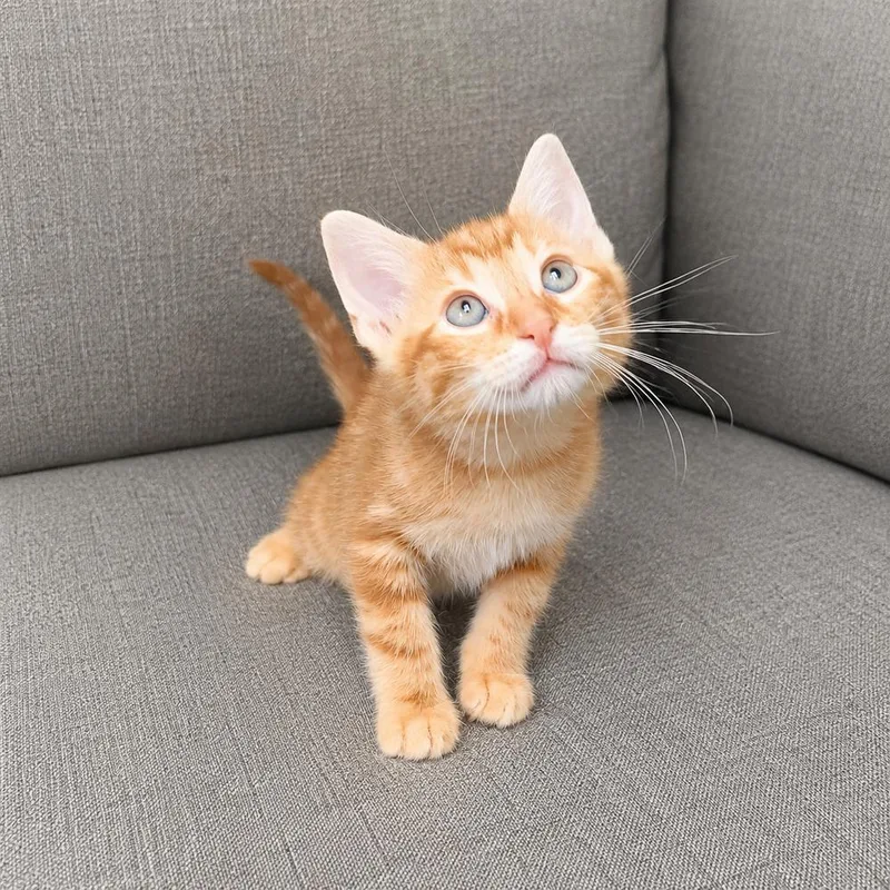 A baby small-sized male Tabby (Orange / Red) Domestic Short Hair cat named Fabio for adoption in Homer Glen, IL