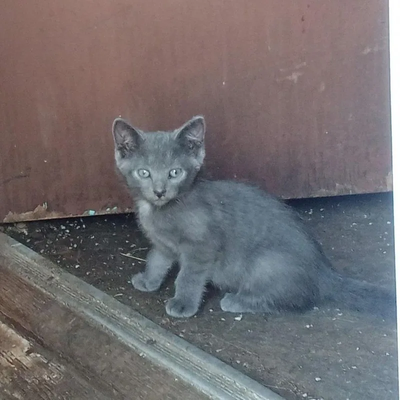 A baby small-sized male Cream / Ivory Domestic Short Hair cat named Kieran C for adoption in Princeton, MN