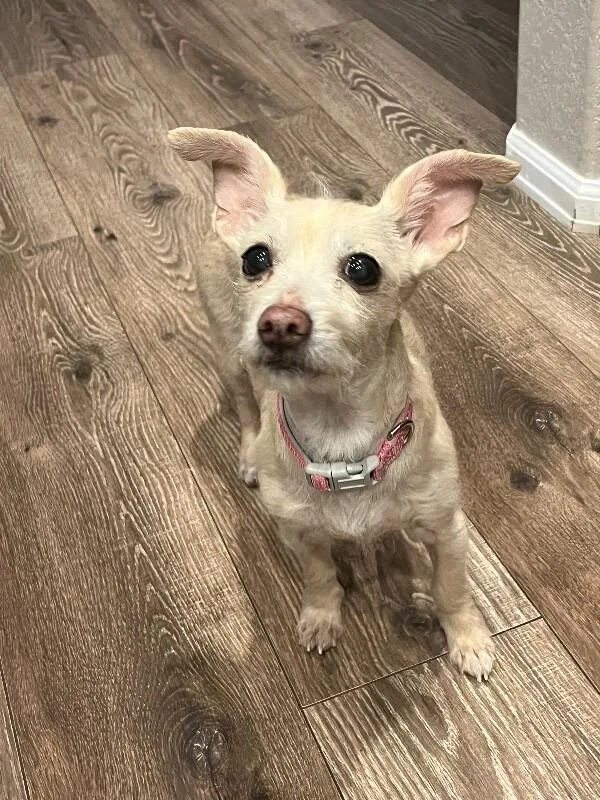 Snowball thumbnail 2