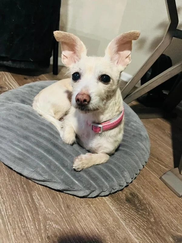 Snowball thumbnail 3