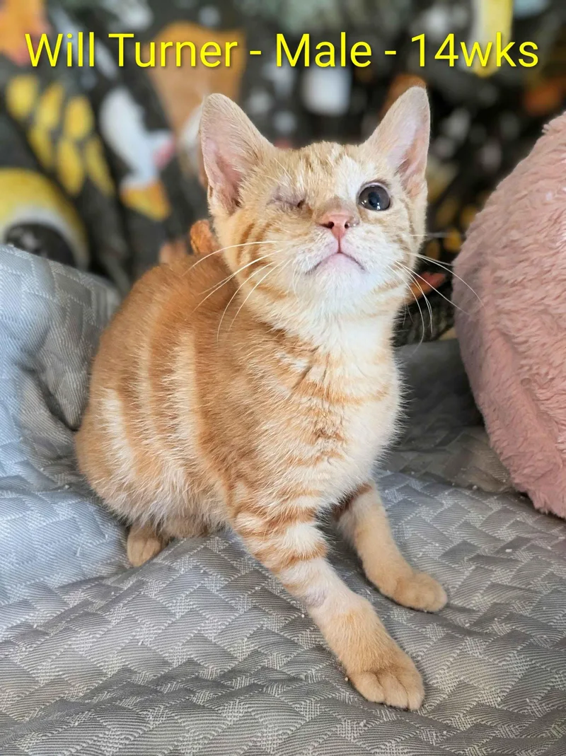 A young small-sized male Tabby (Orange / Red) Domestic Short Hair cat named Will Turner for adoption in Seven Valleys, PA
