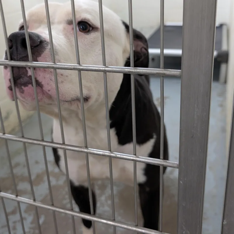 An adult large-sized male White / Cream Pit Bull Terrier dog named Teddy for adoption in Ravenna, OH