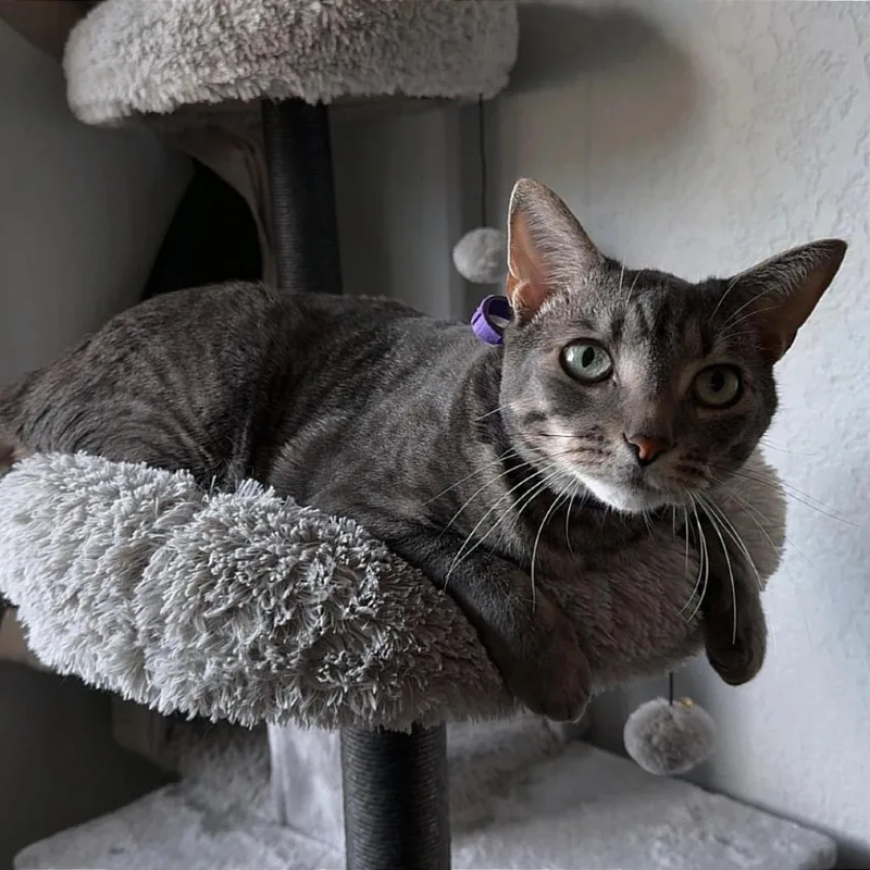 An adult large-sized male Domestic Short Hair cat named Groot for adoption in Seminole, FL