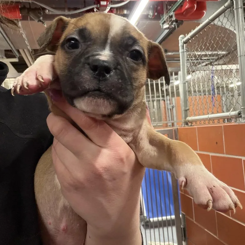 Rachel ~ Coming Soon!!!