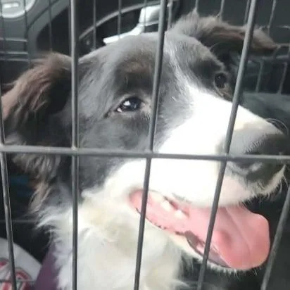 A young medium-sized male Black Border Collie dog named Logan for adoption in Washington, DC