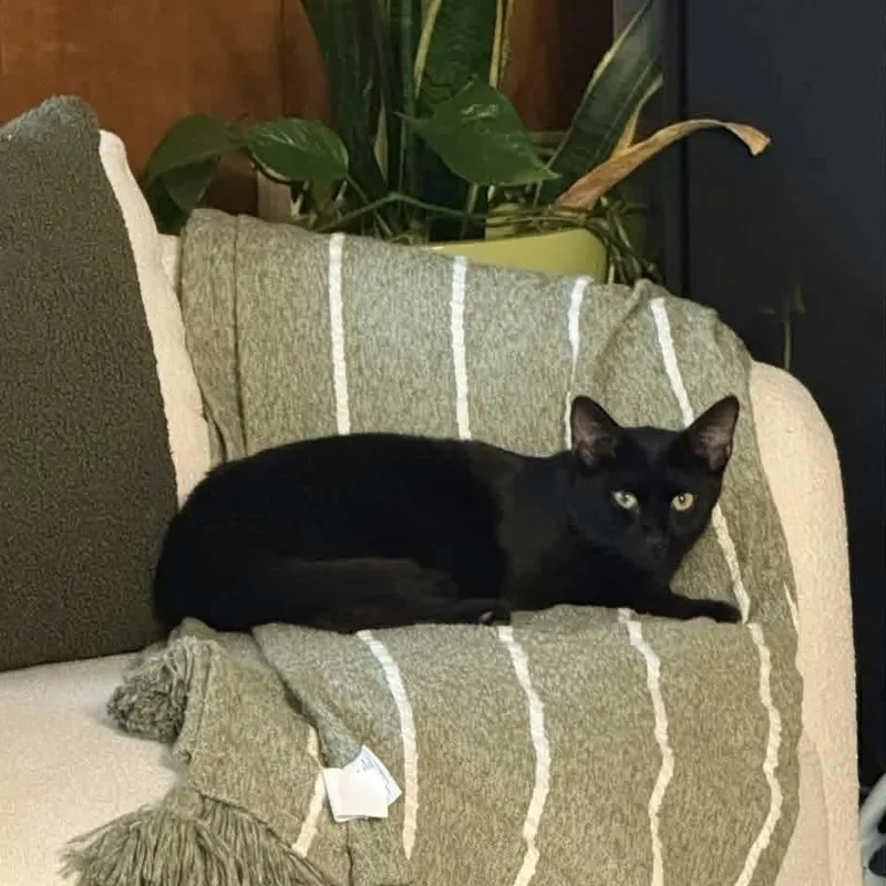 A young medium-sized female Black Domestic Short Hair cat named Panther for adoption in Gladstone, OR