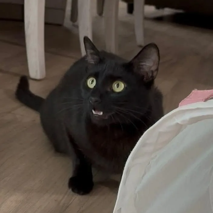 Panther thumbnail 3