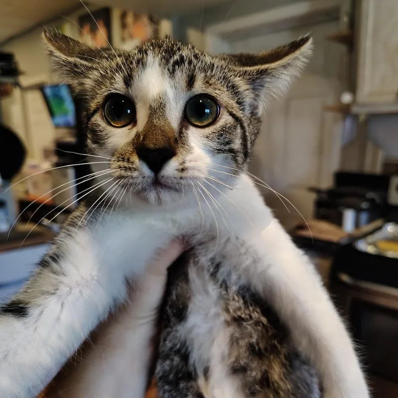 A baby small-sized female White Domestic Short Hair cat named Strawberry Cream for adoption in Osawatomie, KS