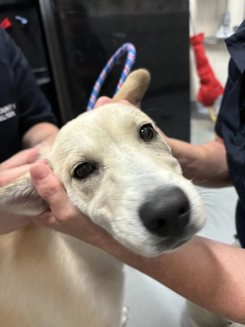 A young large-sized female Yellow / Tan / Blond / Fawn Yellow Labrador Retriever dog named Mellow for adoption in Ashland, VA