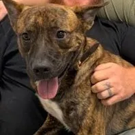 An adult large-sized male Brindle American Staffordshire Terrier dog named Spunk for adoption in Cumberland, RI