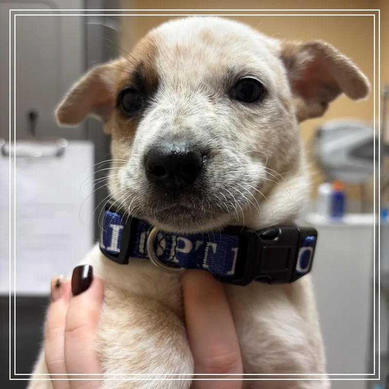 A baby small-sized male White / Cream Shepherd dog named FWT Carson for adoption in Midland, TX