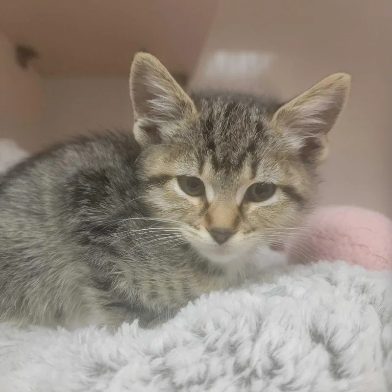 A baby small-sized female Brown / Chocolate Domestic Short Hair cat named Athena for adoption in Redwood City, CA