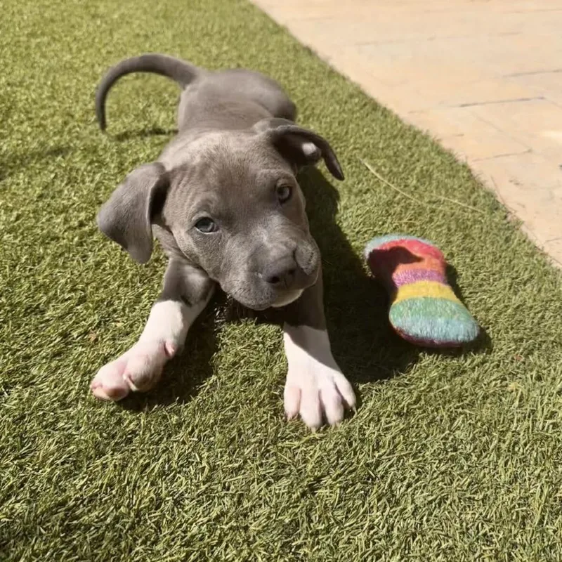 A baby small-sized male Pit Bull Terrier dog named Elephant for adoption in Riverside, CA