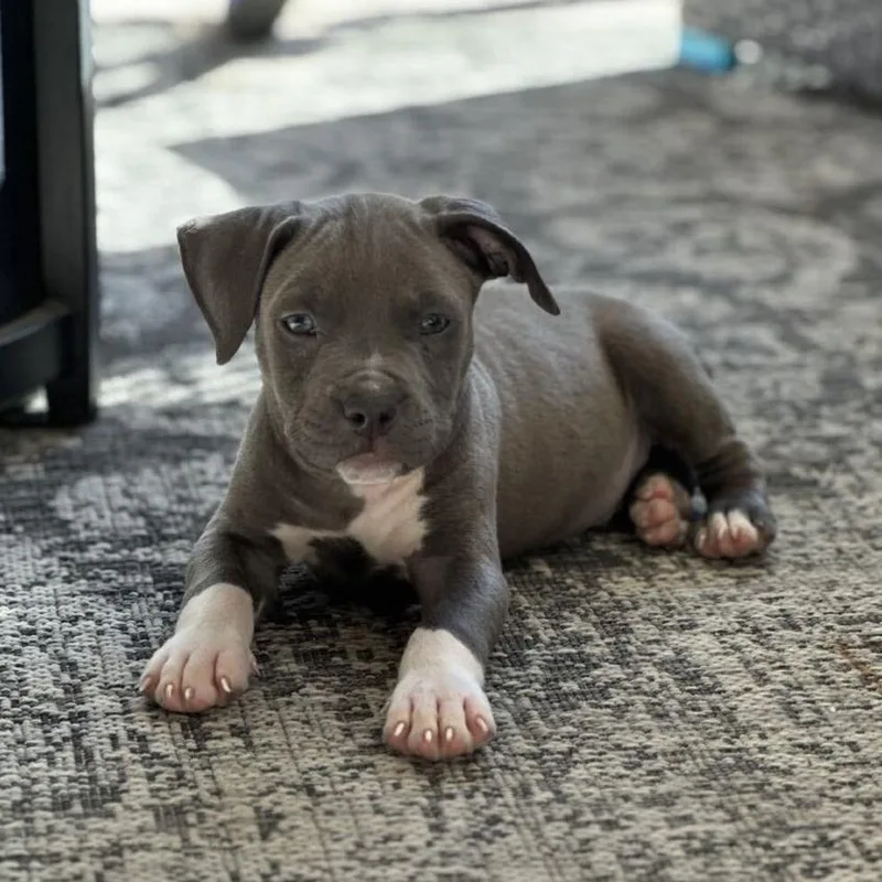 Elephant thumbnail 5