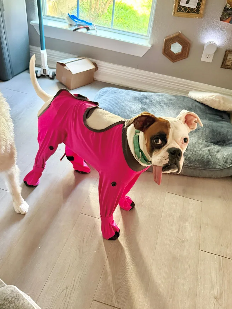 A young medium-sized male Boxer dog named Otis Best Boxer for adoption in Houston, TX