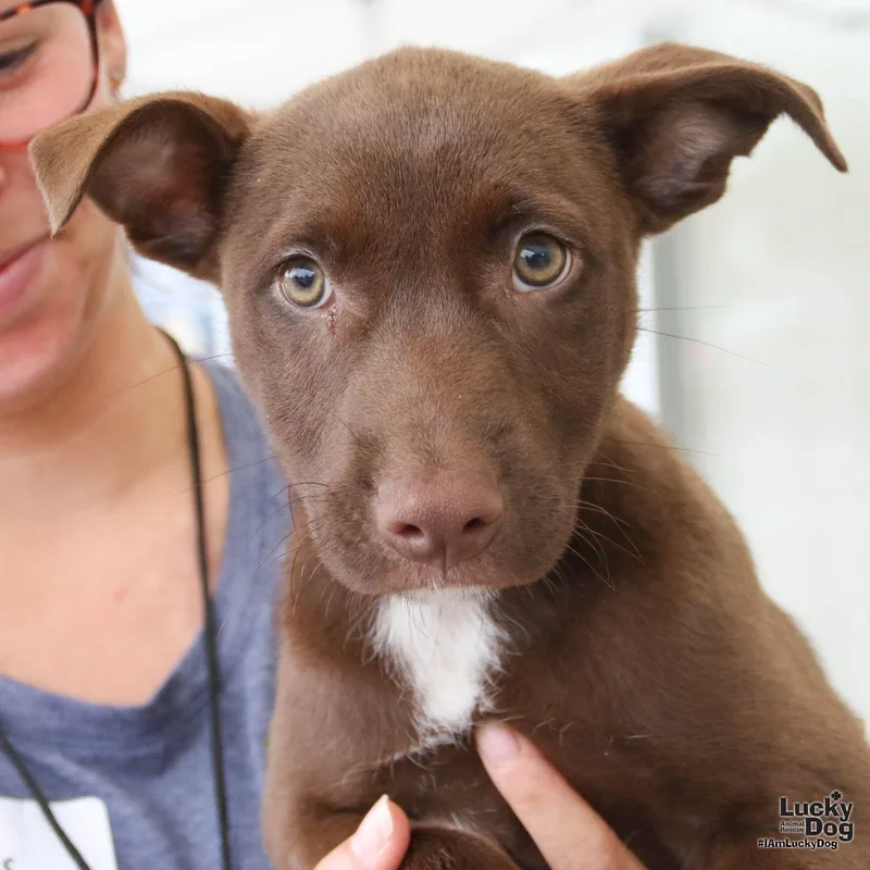 A baby large-sized female Labrador Retriever dog named Amber for adoption in Washington, DC