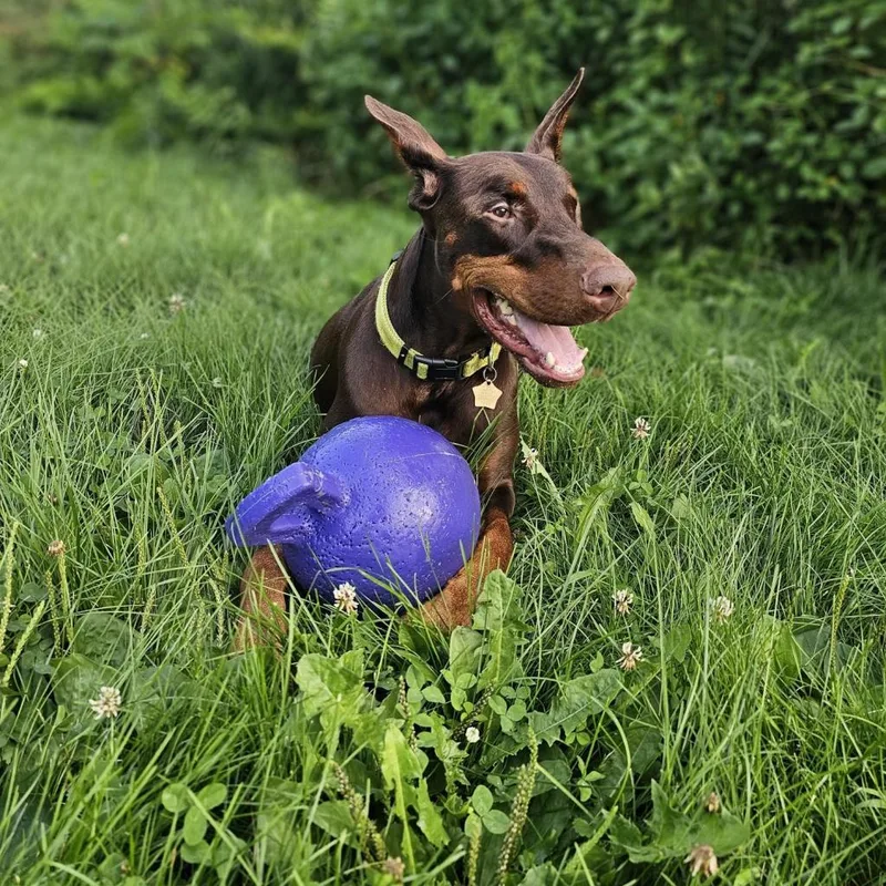 An adult large-sized male Red / Chestnut / Orange Doberman Pinscher dog named Basil  I'm A for adoption in Sandown, NH