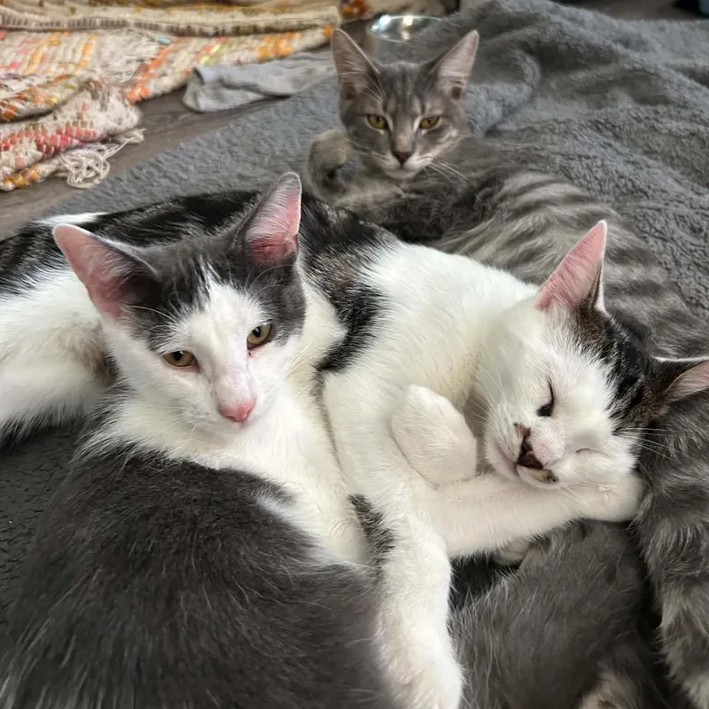 A baby medium-sized male Domestic Short Hair cat named Jose for adoption in Royal Oak, MI