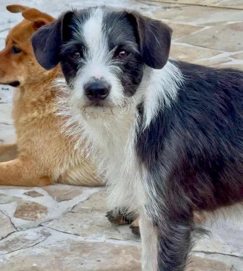 Tuffy