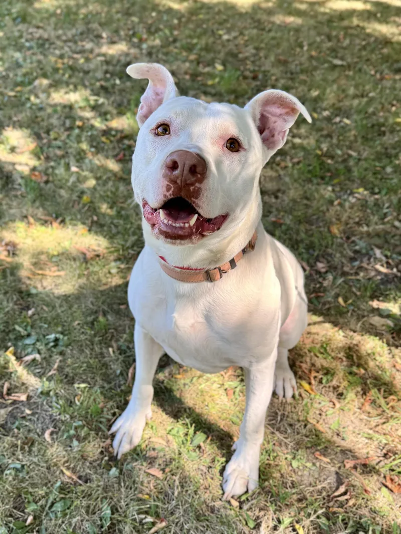 A young large-sized male Mixed Breed dog named Skip It for adoption in Midland, MI
