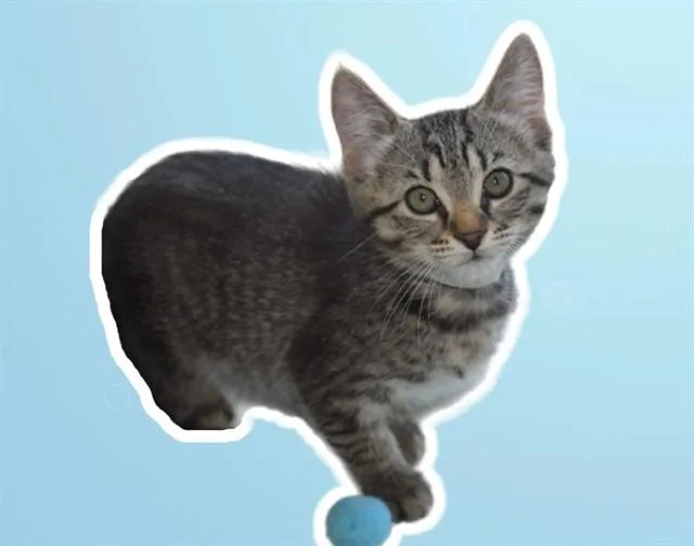 A baby small-sized female Domestic Short Hair cat named Dakota for adoption in Sarasota, FL