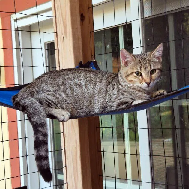 A baby medium-sized male Tabby (Brown / Chocolate) Tabby cat named Gavin for adoption in Tulsa, OK