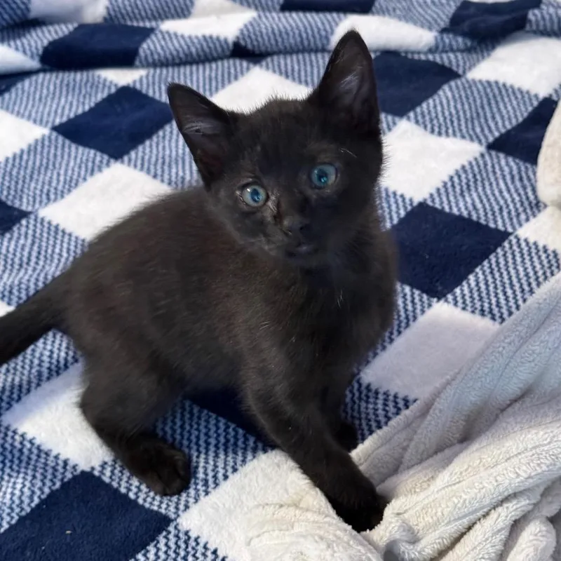 A baby small-sized male Black Domestic Short Hair cat named Beep Beep for adoption in Port Richey, FL