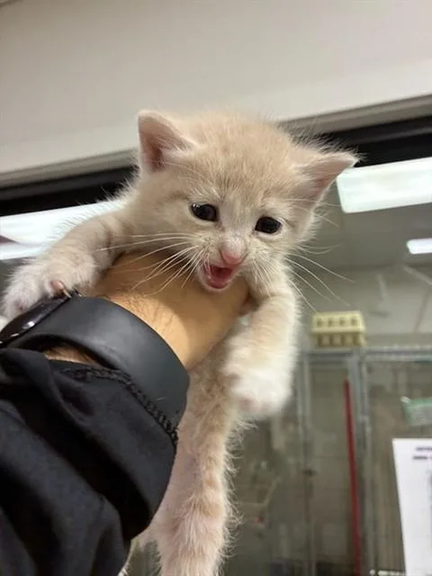 A baby small-sized male Domestic Short Hair cat named Moose for adoption in Santa Maria, CA