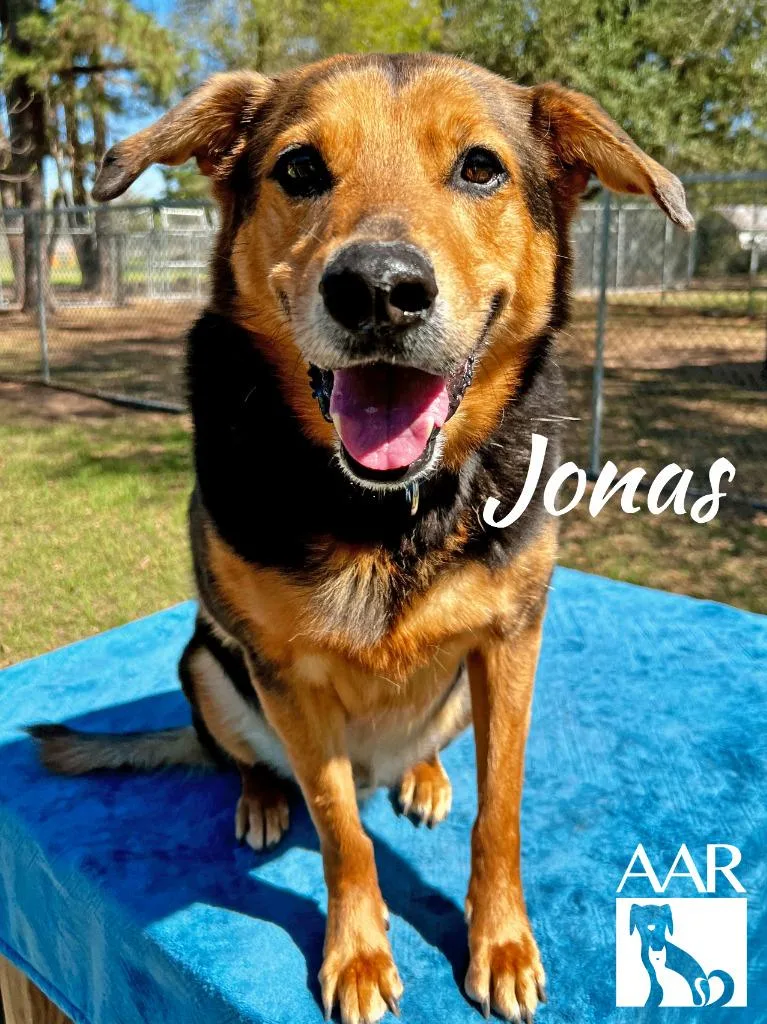 A senior large-sized male Shepherd dog named Jonas for adoption in Magnolia, TX