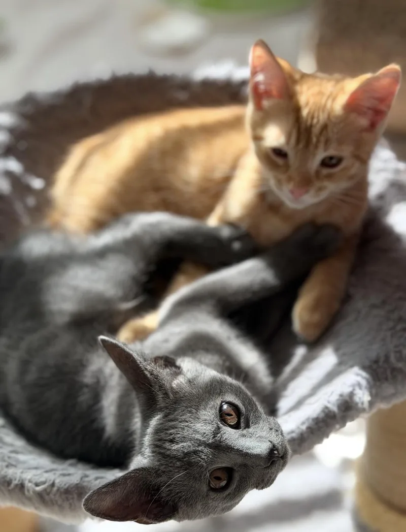 A baby medium-sized male Gray / Blue / Silver Domestic Short Hair cat named Kiki for adoption in Oceanside, CA
