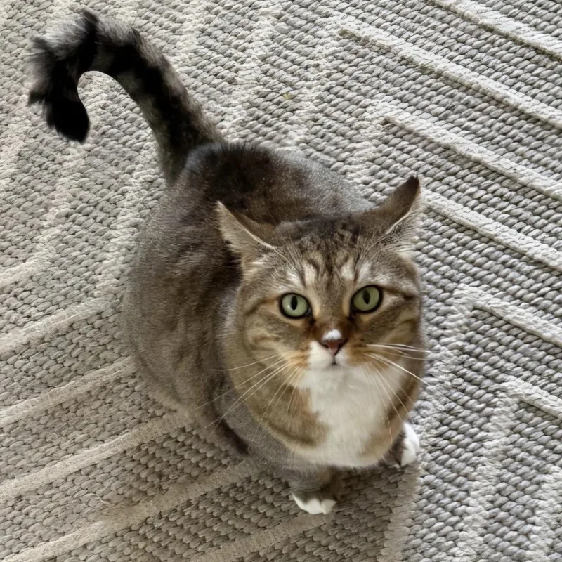 An adult large-sized female Tabby (Brown / Chocolate) Domestic Short Hair cat named Big Bertha for adoption in Renton , WA