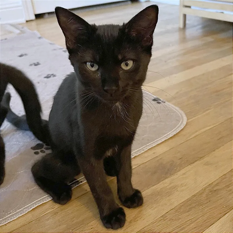 A baby small-sized female Black Domestic Short Hair cat named A Batgirl for adoption in Pleasant Hill, CA